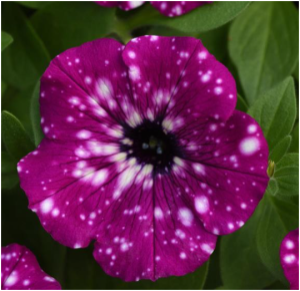 Снимок экрана 2025-12-20 191429_300x300